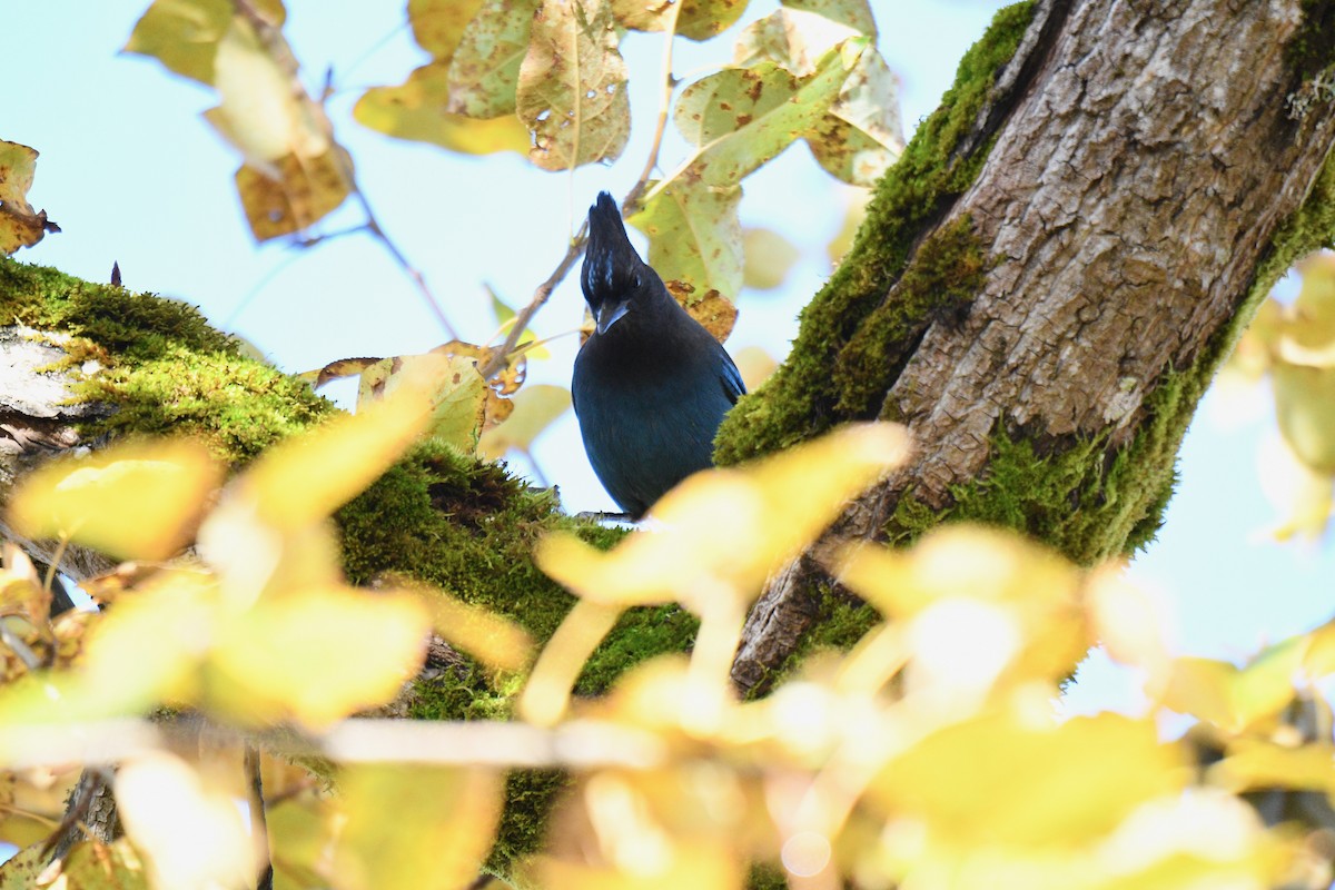 Стеллерова сойка - ML645108747