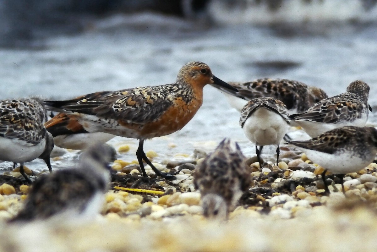 Red Knot - ML645108748