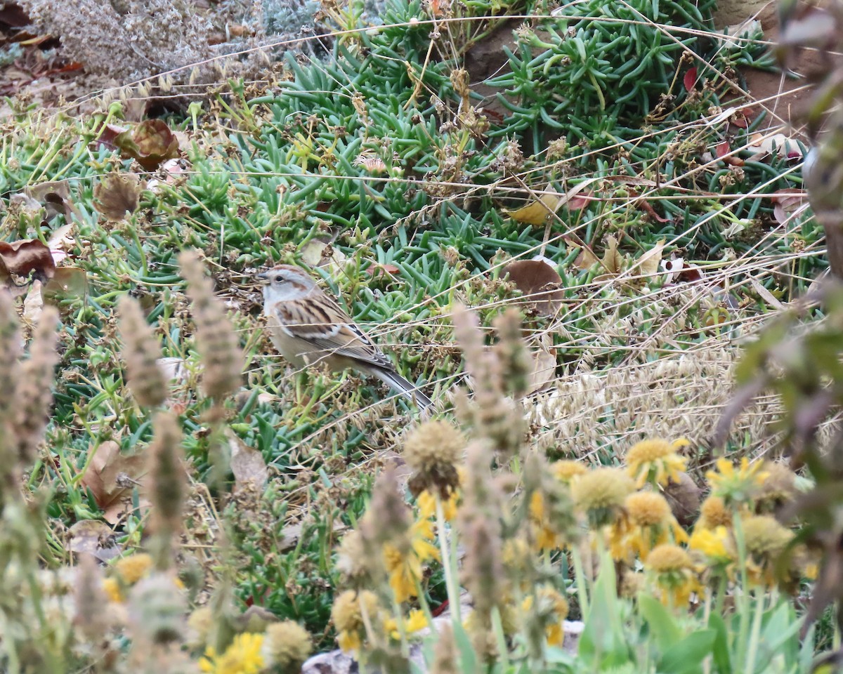 American Tree Sparrow - ML645108766