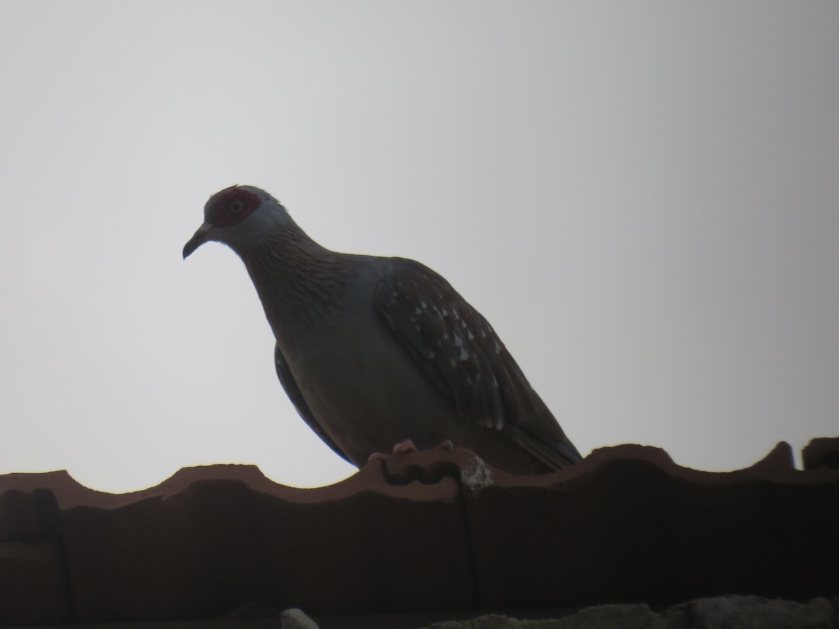 Paloma de Guinea - ML645108769