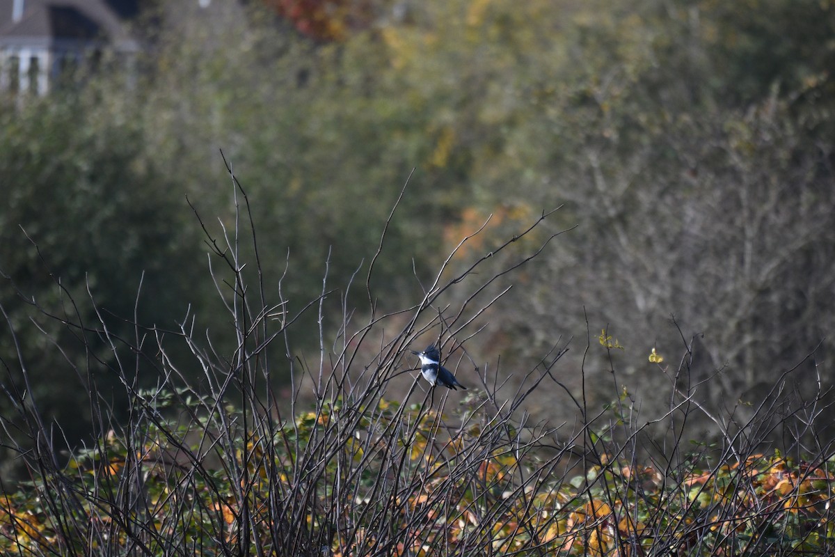 Belted Kingfisher - ML645108778