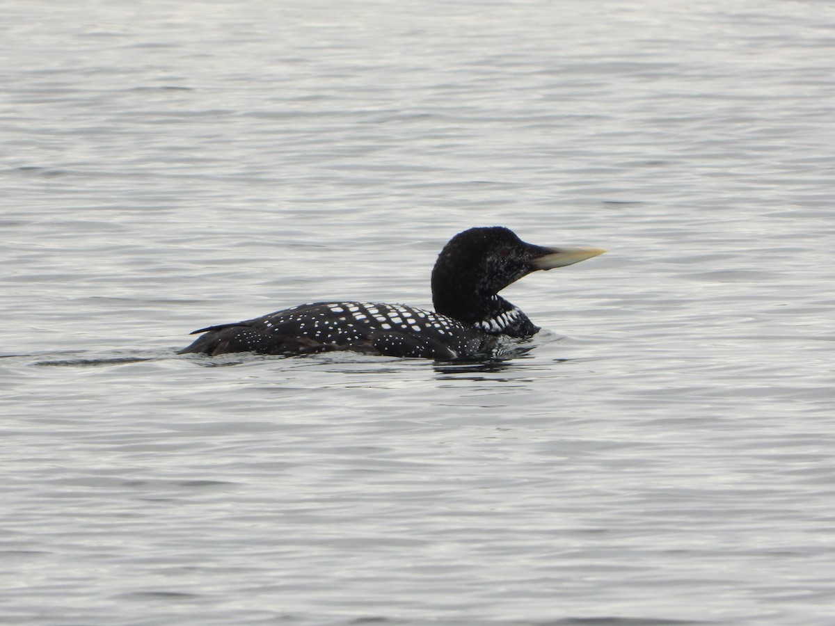 Strolaga beccogiallo - ML645108793