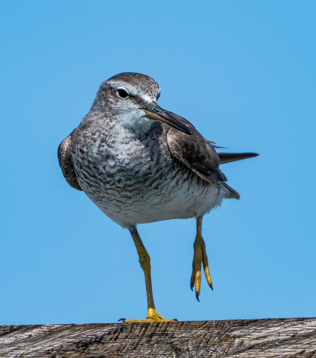 Gray-tailed Tattler - ML645108805