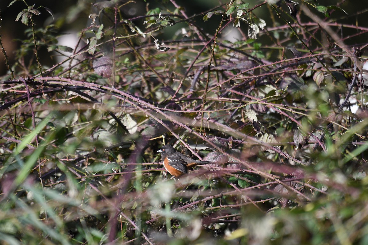 Spotted Towhee - ML645108810