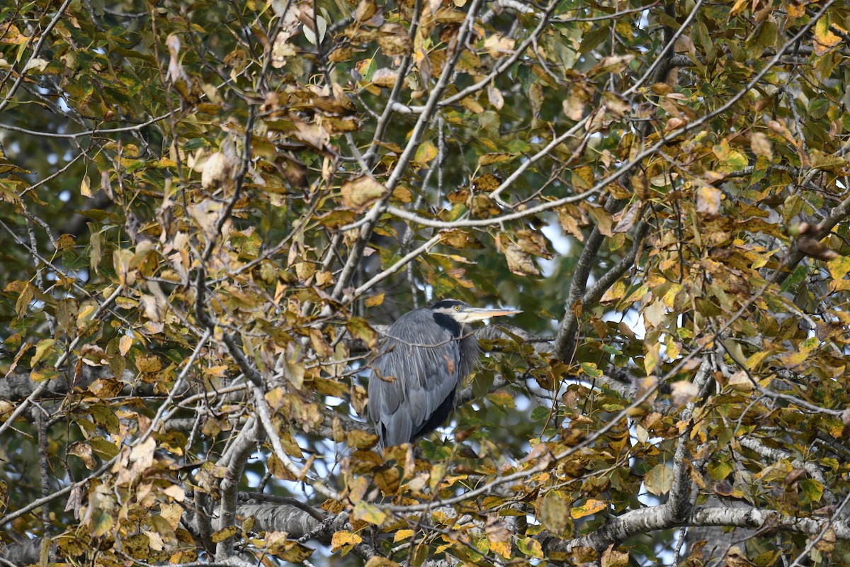 Great Blue Heron - ML645108817
