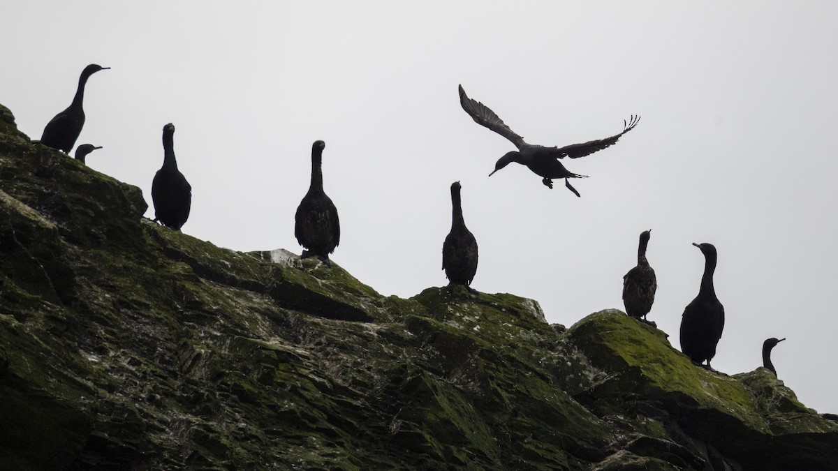 Pelagic Cormorant - ML645108822