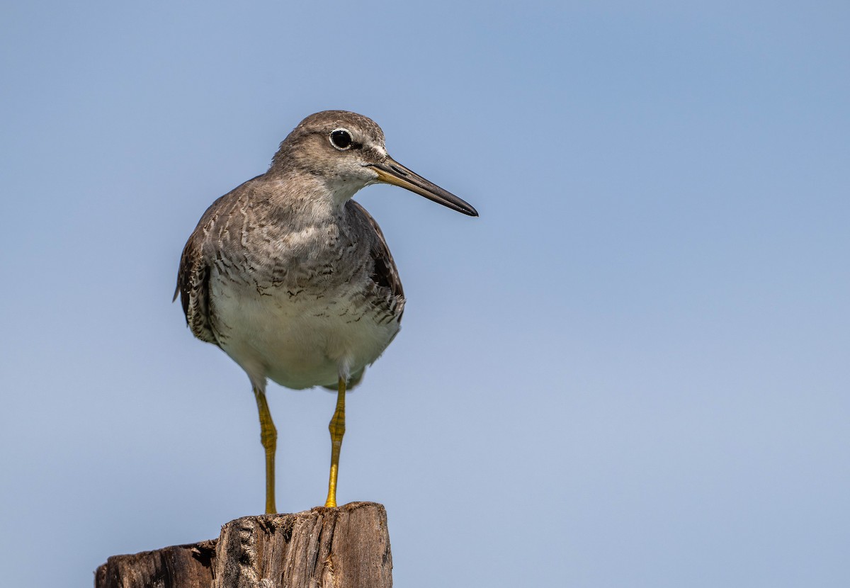 Gray-tailed Tattler - ML645108823