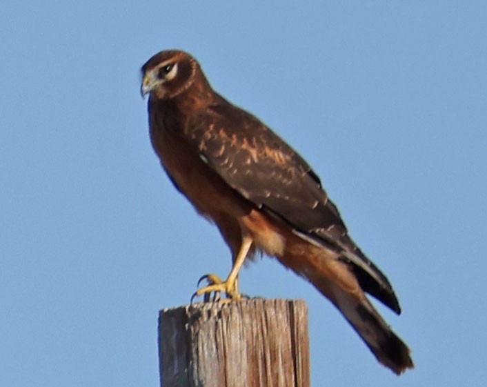 moták severoamerický - ML645108824