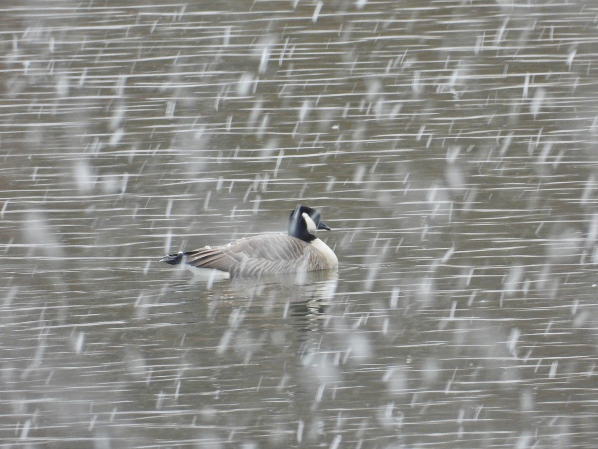 berneška malá (ssp. hutchinsii) - ML645108829