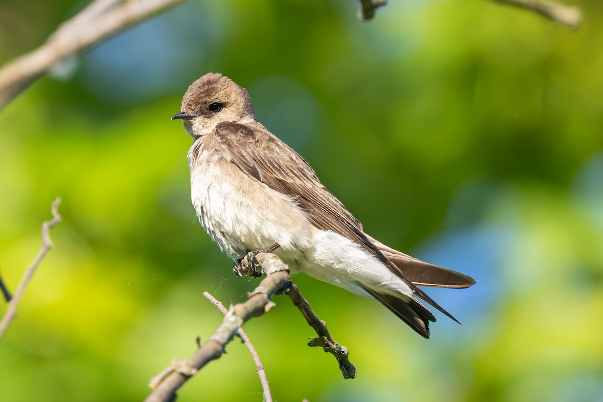Northern Rough-winged Swallow - ML645108831