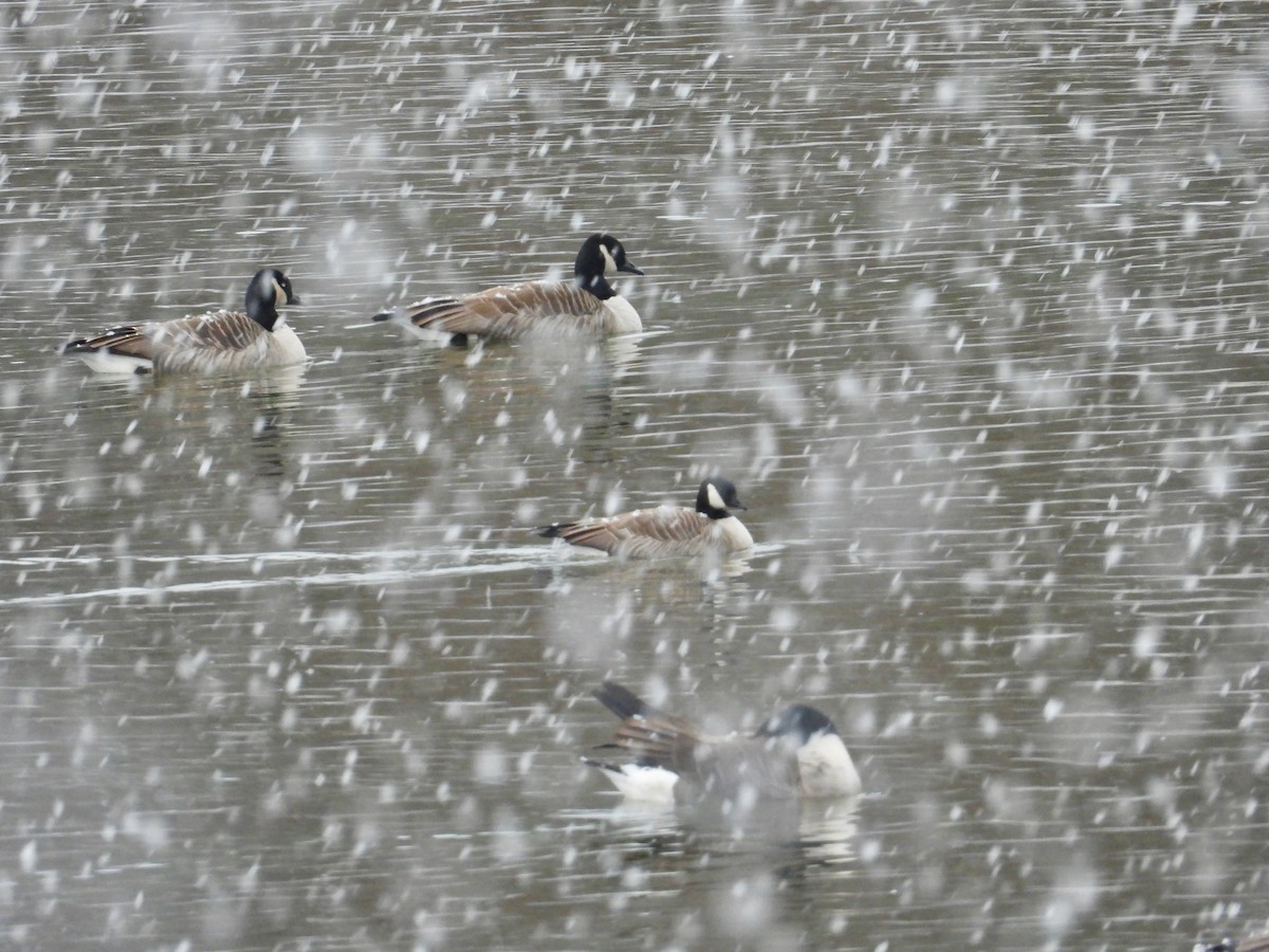 berneška malá (ssp. hutchinsii) - ML645108835