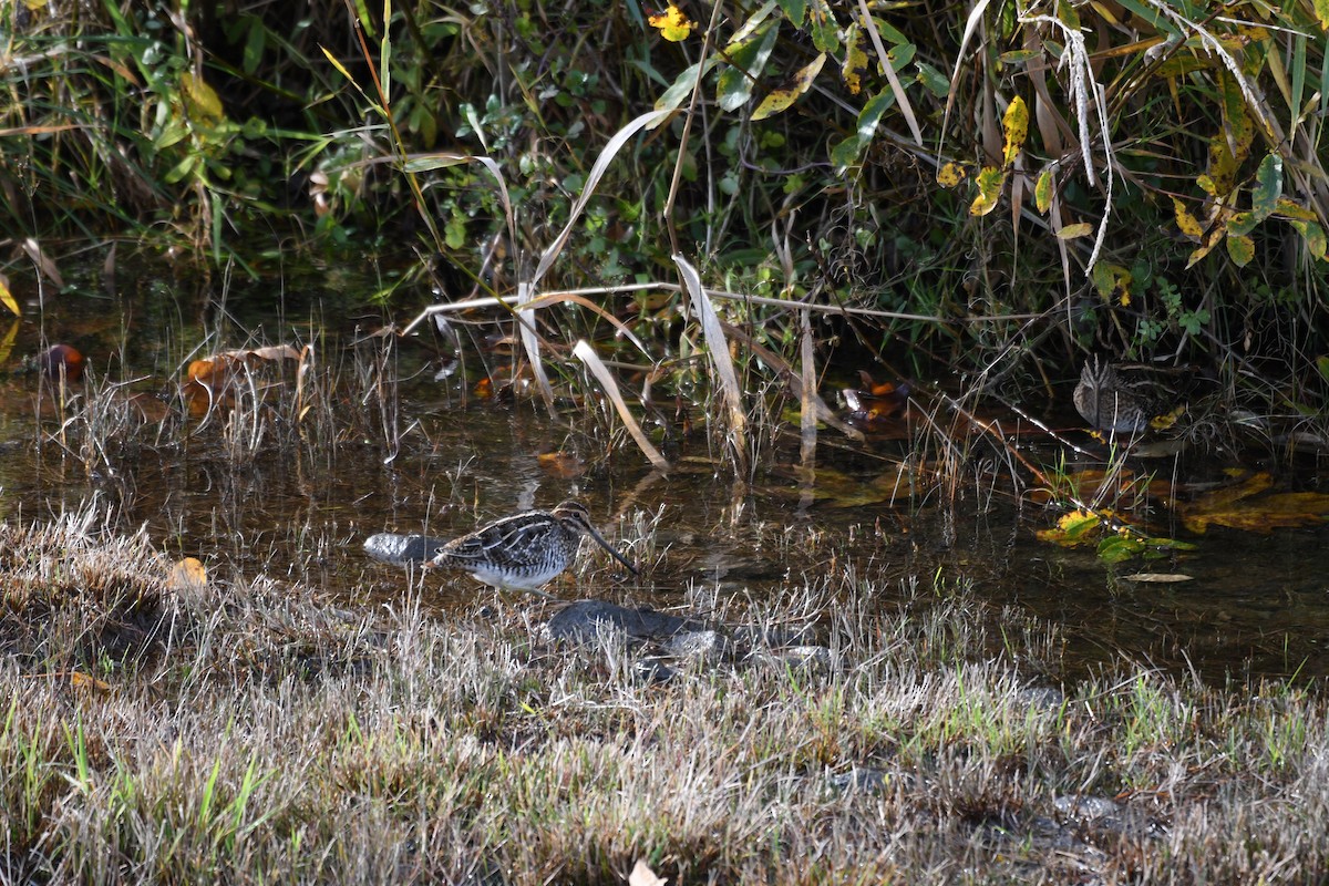 Wilson's Snipe - ML645108836
