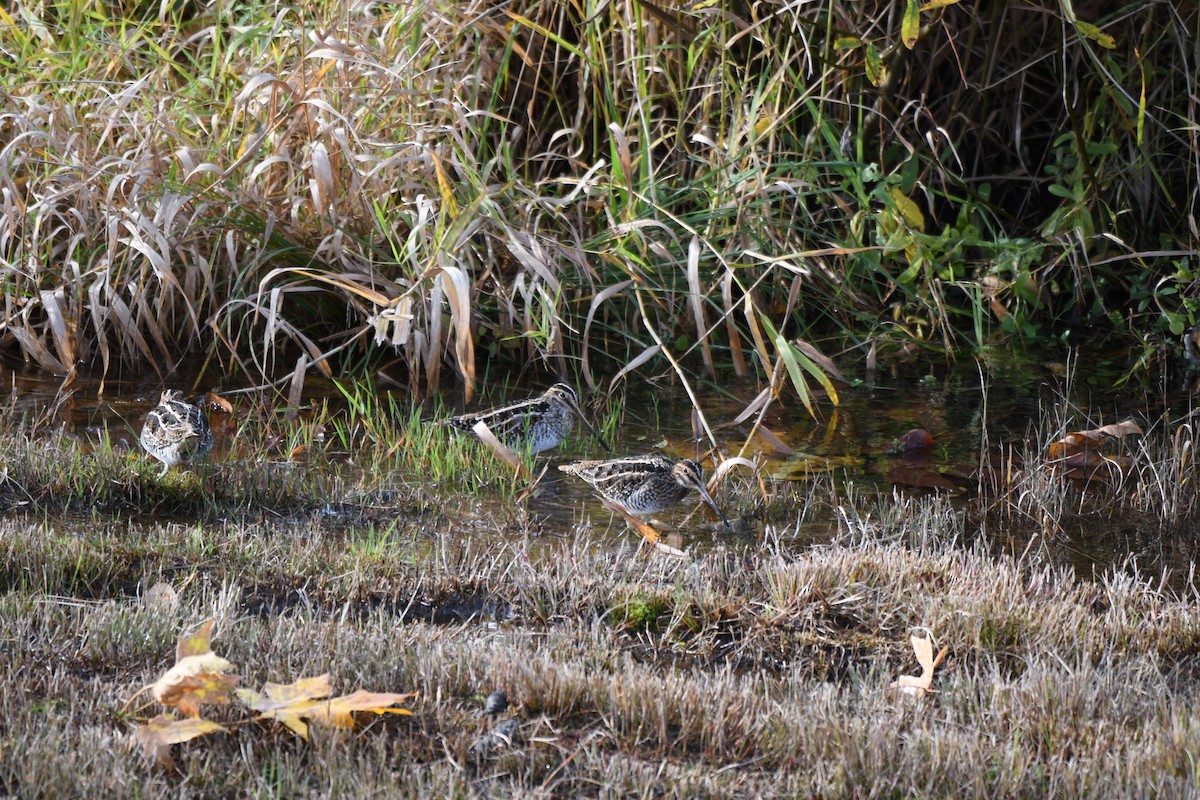 Wilson's Snipe - ML645108837