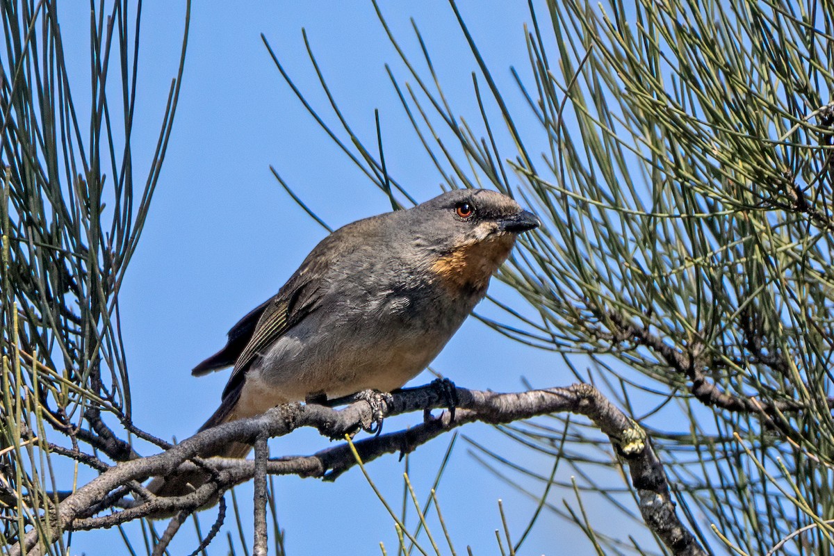 Gilbert's Whistler - ML645108839