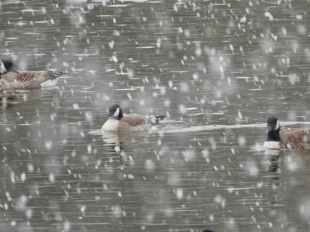 berneška malá (ssp. hutchinsii) - ML645108840