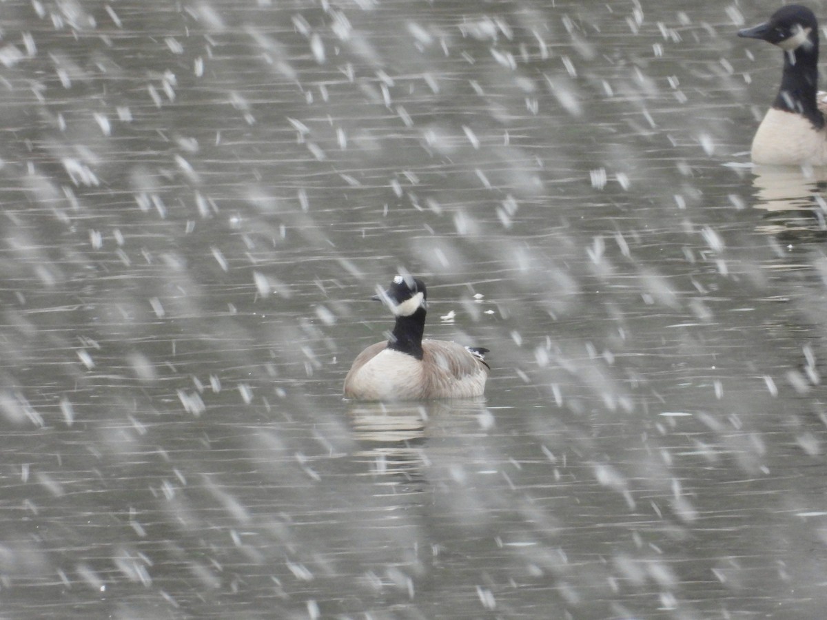 berneška malá (ssp. hutchinsii) - ML645108844