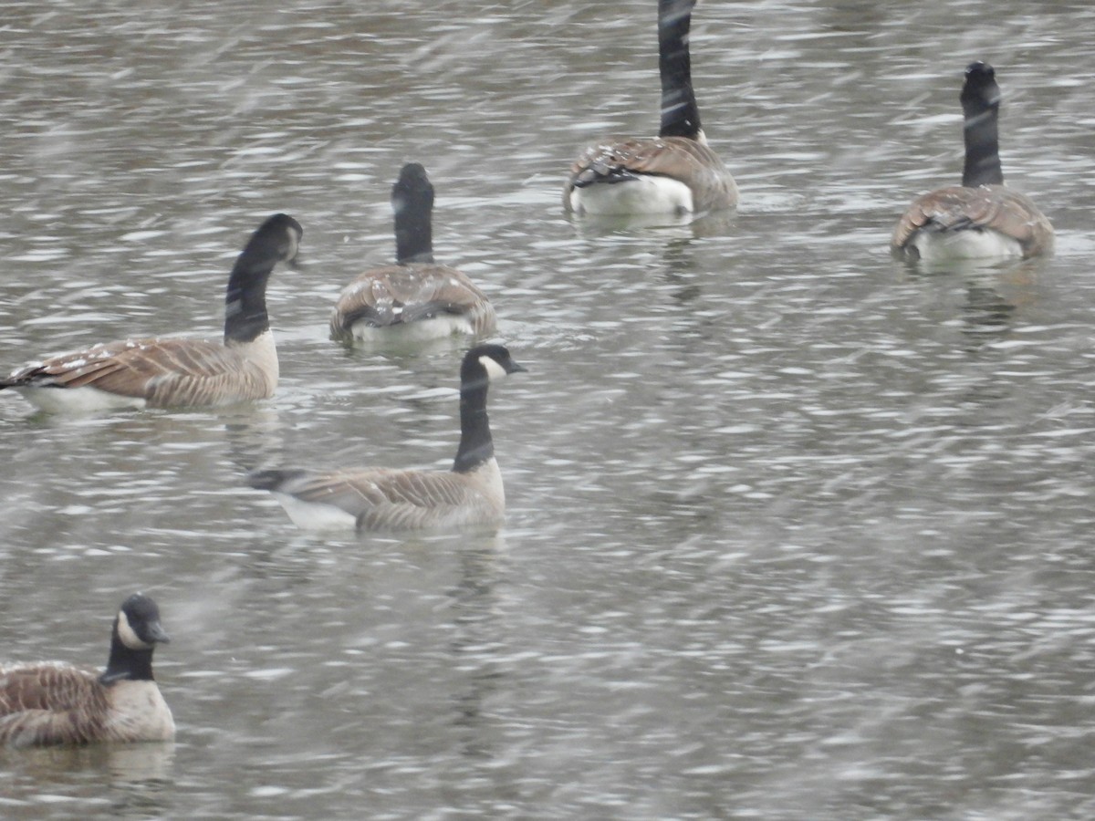berneška malá (ssp. hutchinsii) - ML645108849