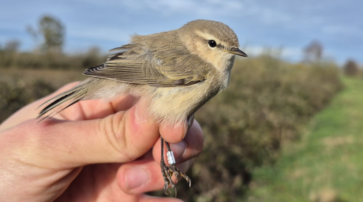 Common Chiffchaff (Siberian) - ML645108852