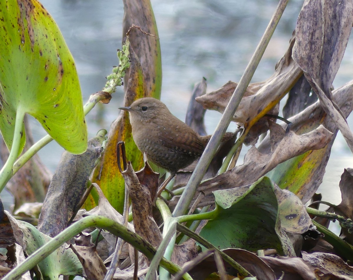 Winter Wren - ML645108875