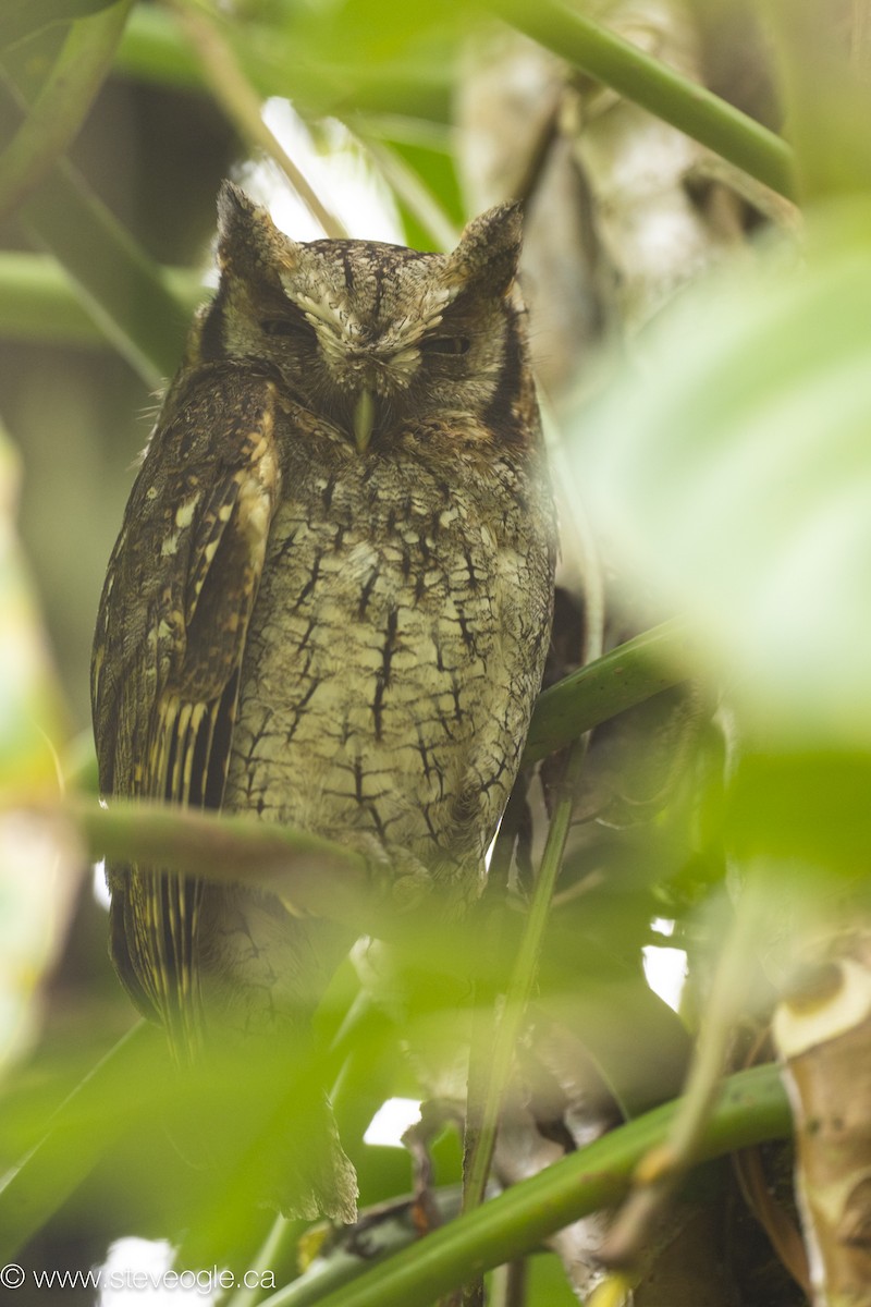 Long-tufted Screech-Owl - ML645108876