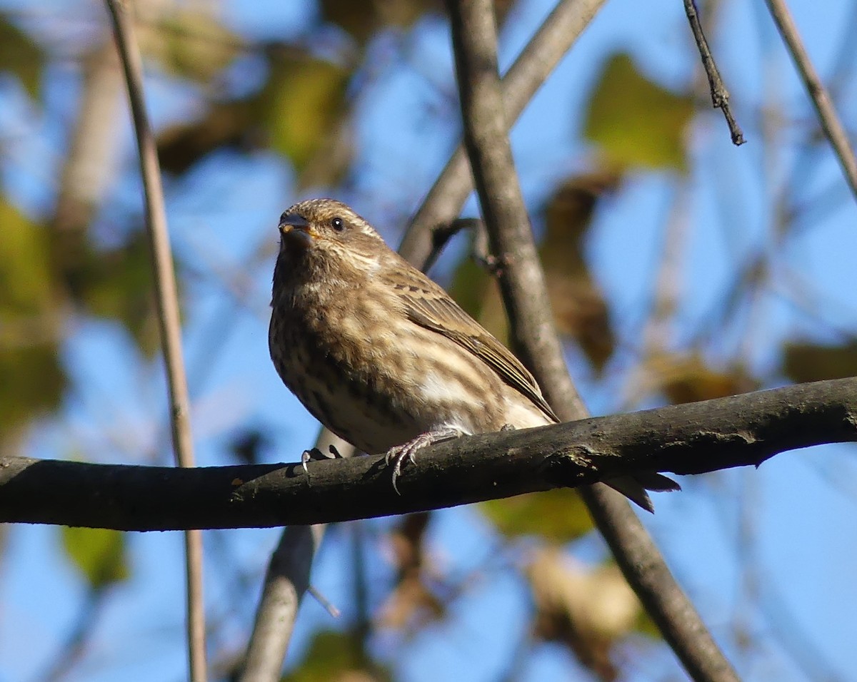 Purple Finch - ML645108880