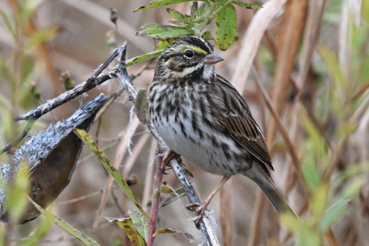 Savannah Sparrow - ML645108884