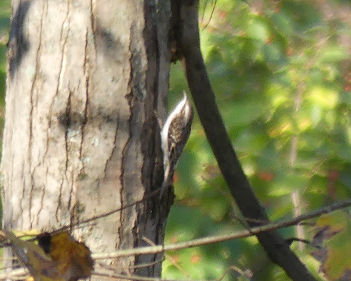 Brown Creeper - ML645108888