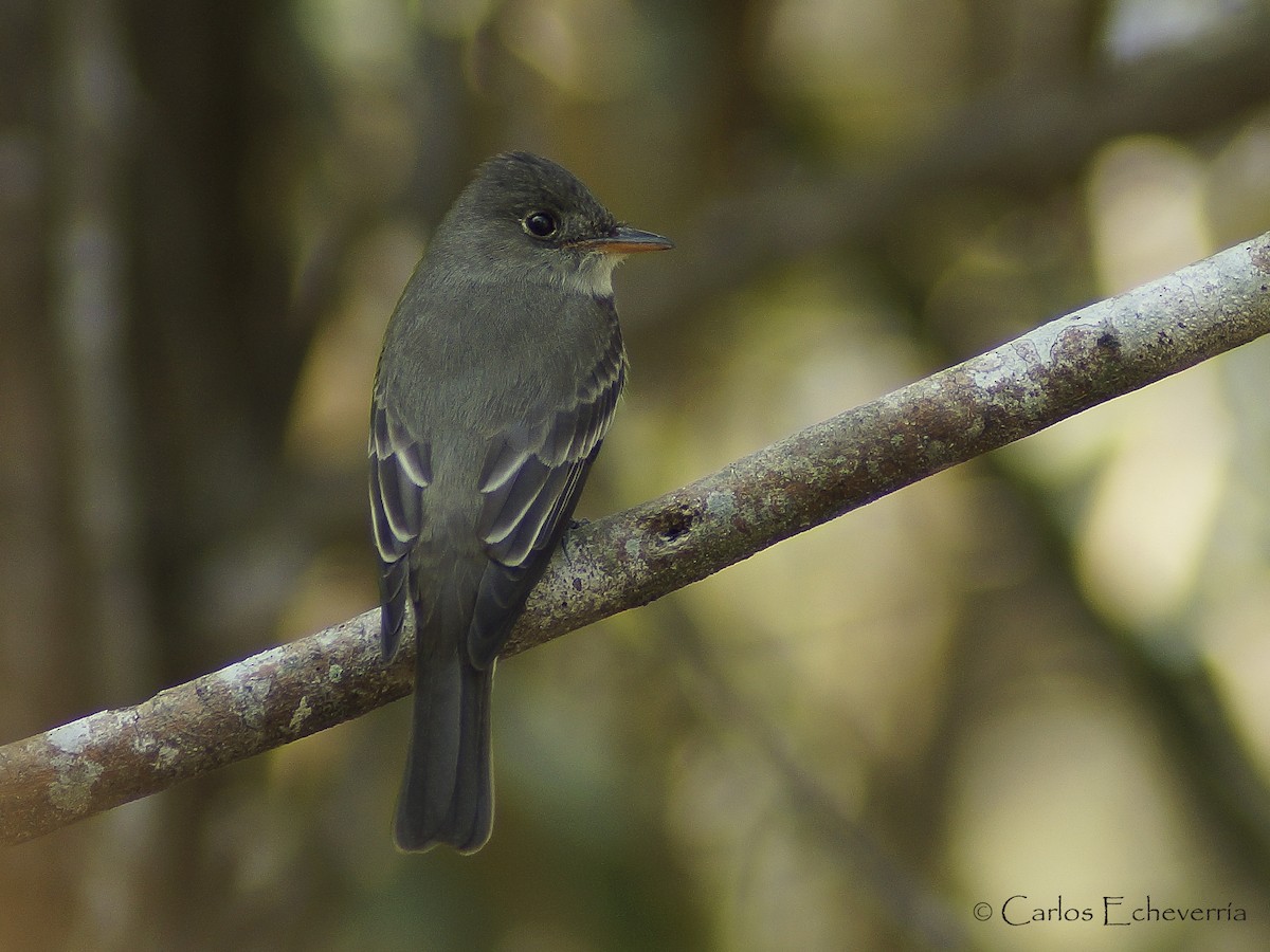 Eastern Wood-Pewee - ML64510891