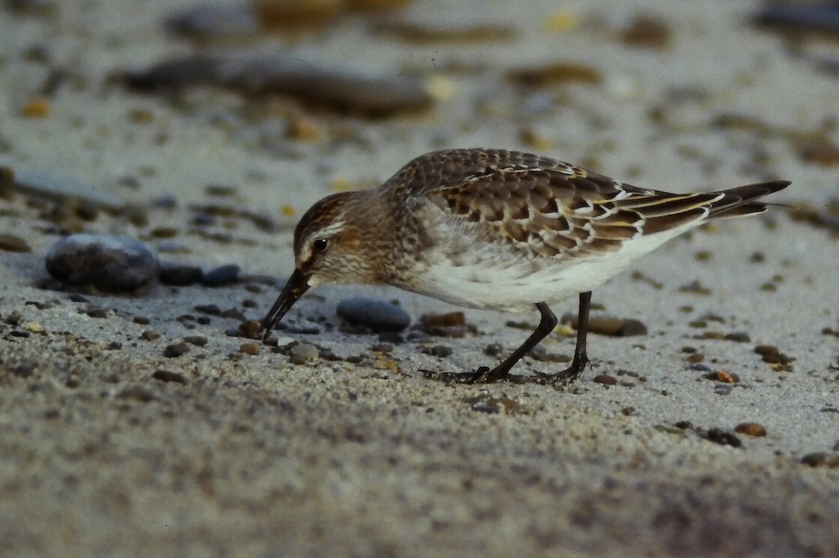 Weißbürzel-Strandläufer - ML645108911