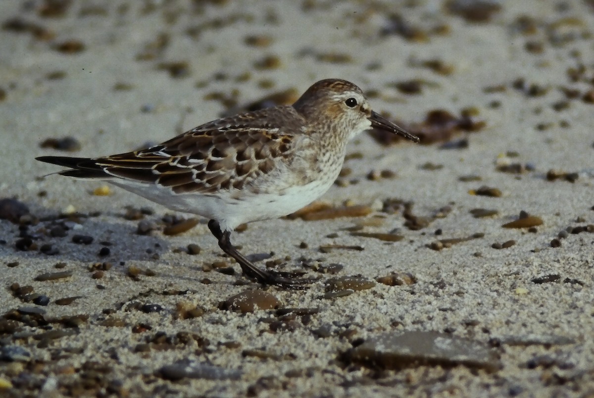Weißbürzel-Strandläufer - ML645108912