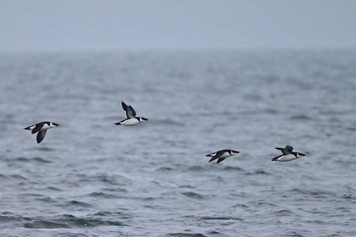 Razorbill - ML645108913