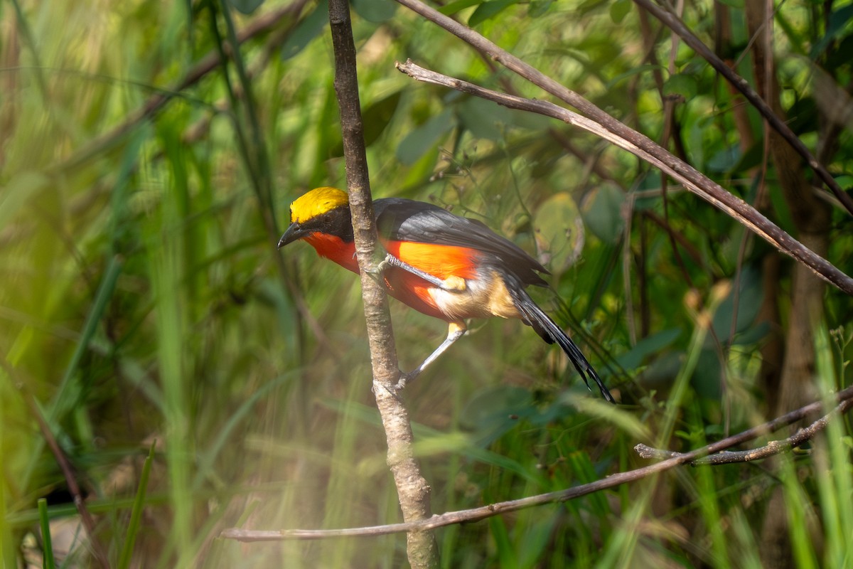 Yellow-crowned Gonolek - ML645108915