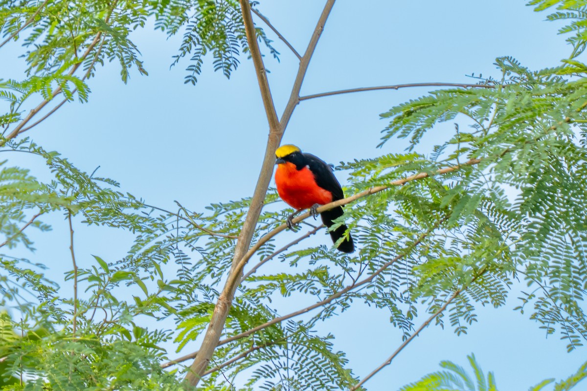 Yellow-crowned Gonolek - ML645108916