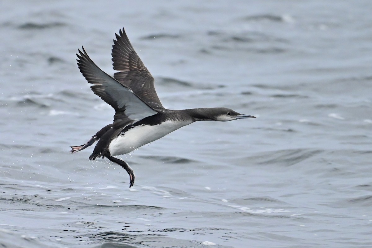 Arctic Loon - ML645108917