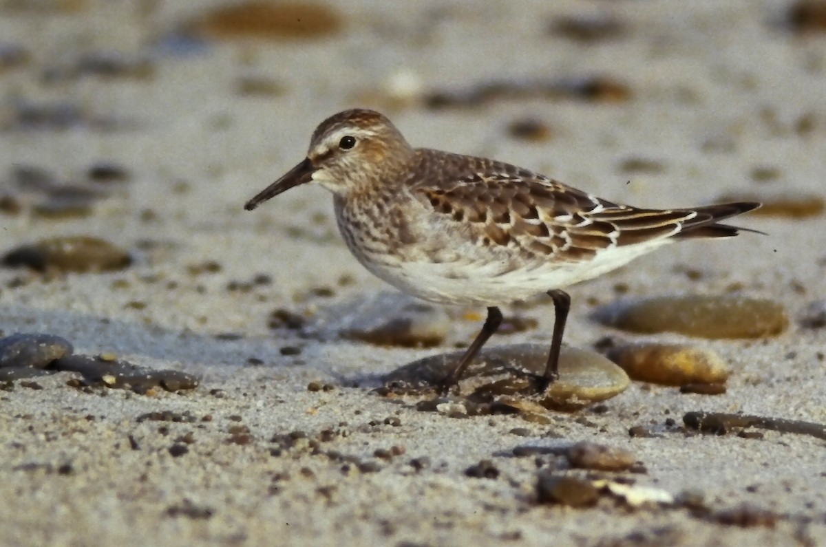 Weißbürzel-Strandläufer - ML645108918