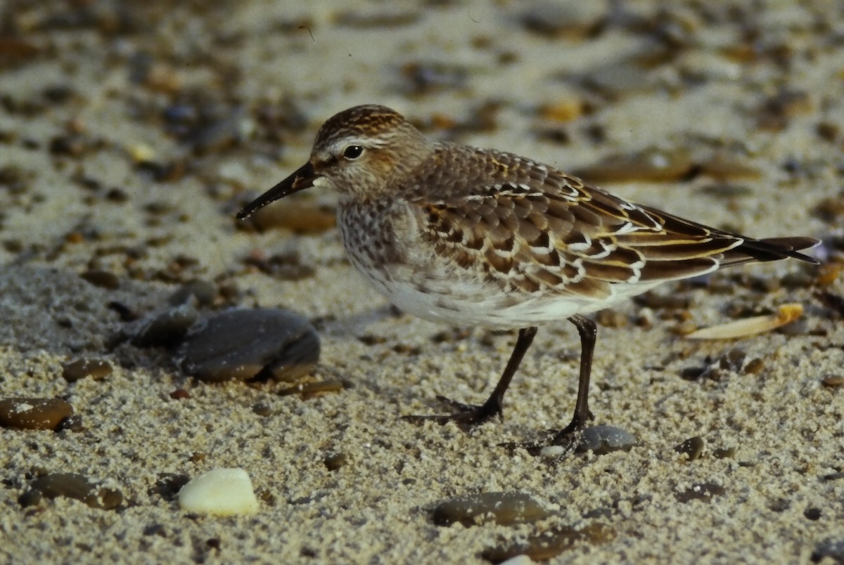 Weißbürzel-Strandläufer - ML645108919