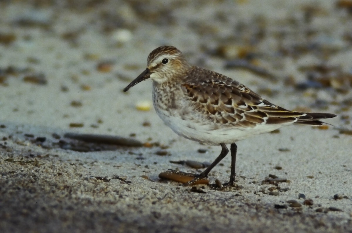 Weißbürzel-Strandläufer - ML645108920