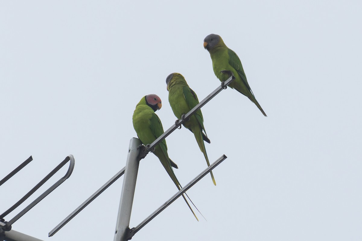 Blossom-headed Parakeet - ML645108924