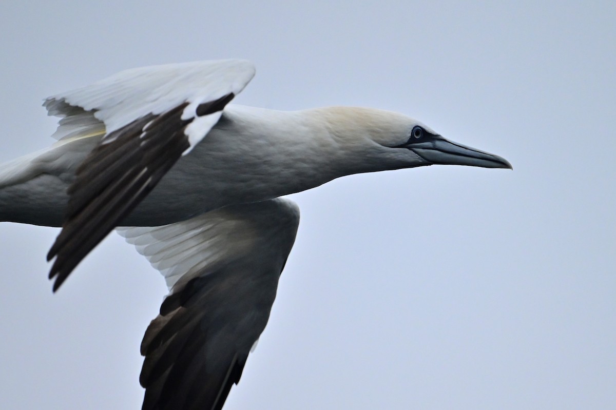 Northern Gannet - ML645108926
