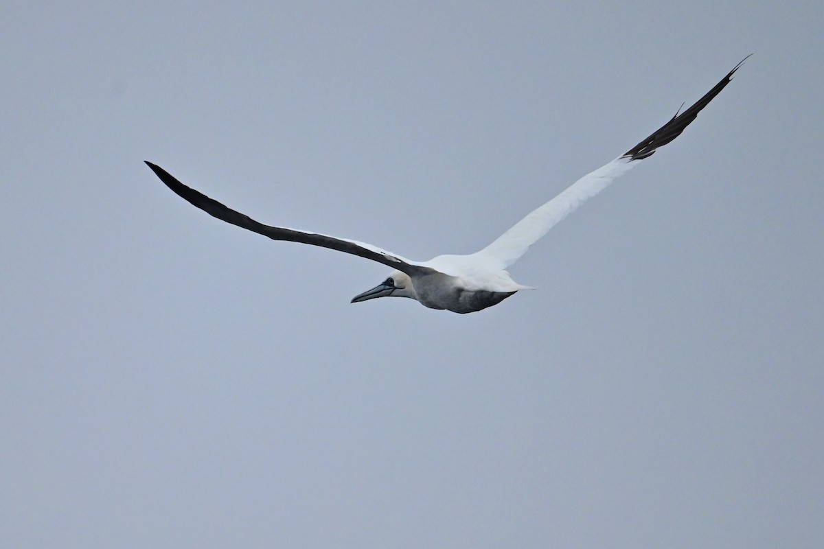 Northern Gannet - ML645108927