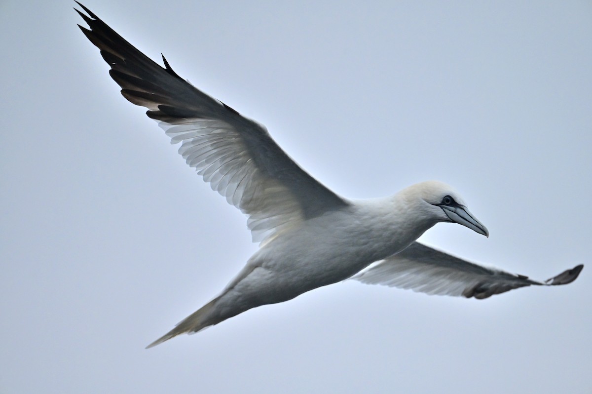 Northern Gannet - ML645108928