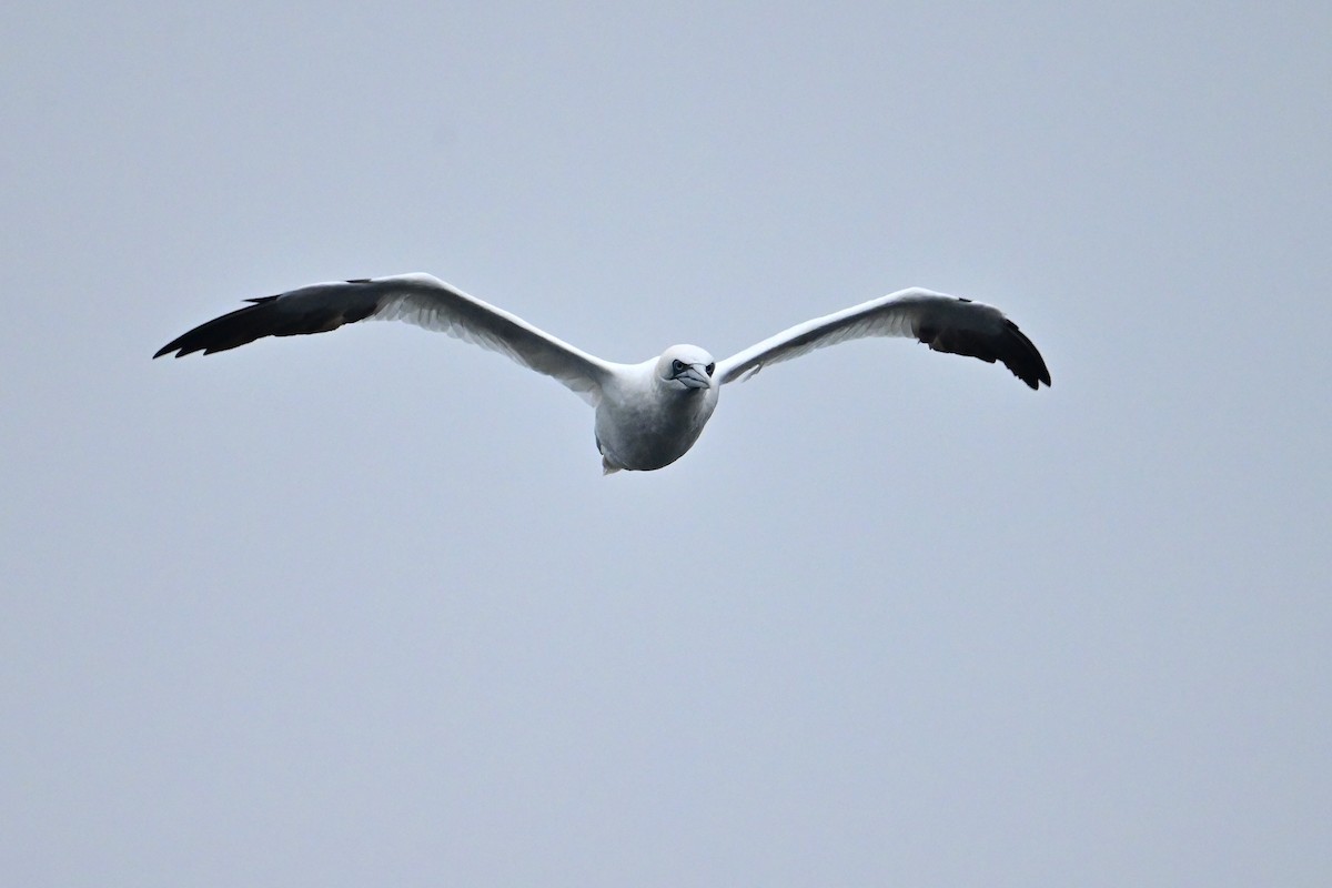 Northern Gannet - ML645108929