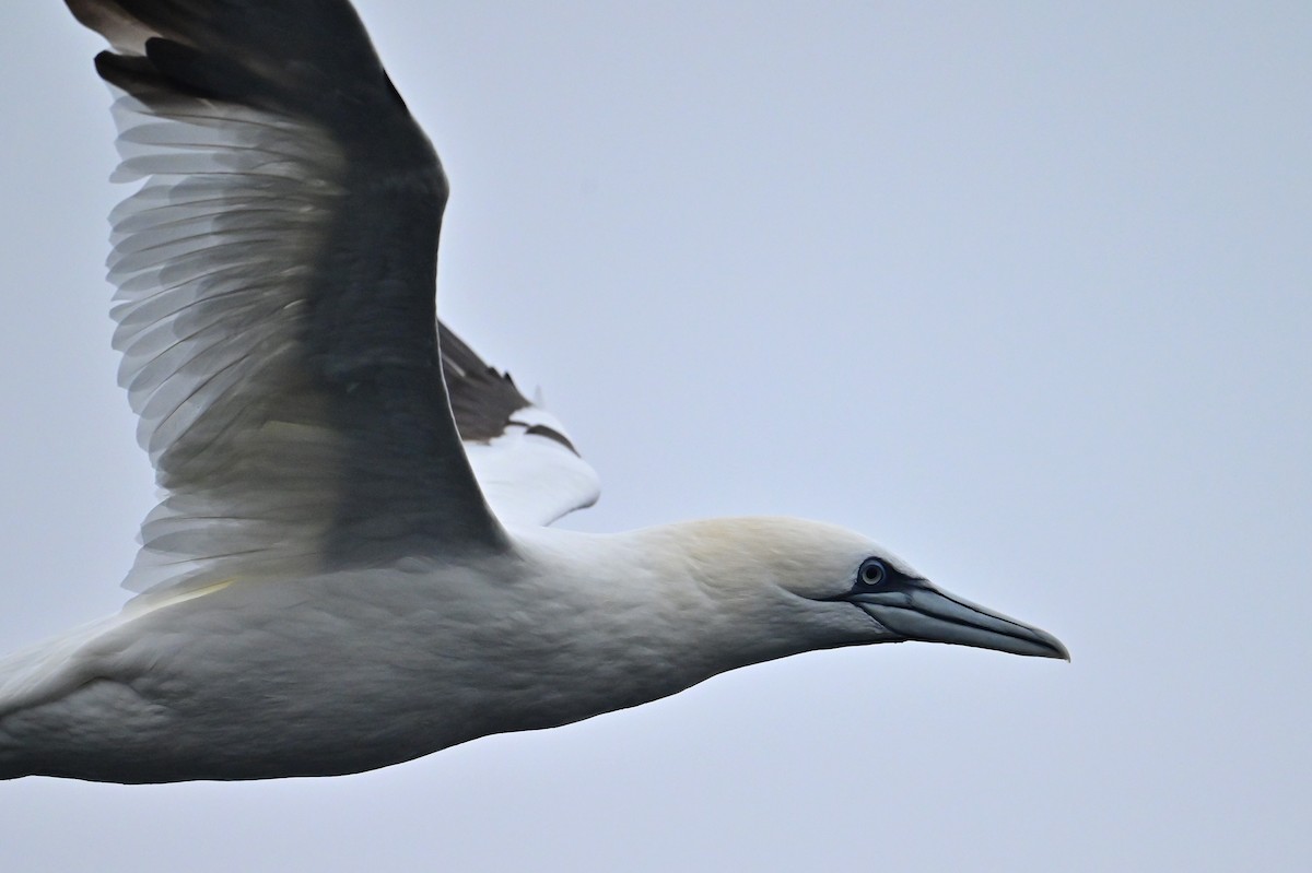 Northern Gannet - ML645108930