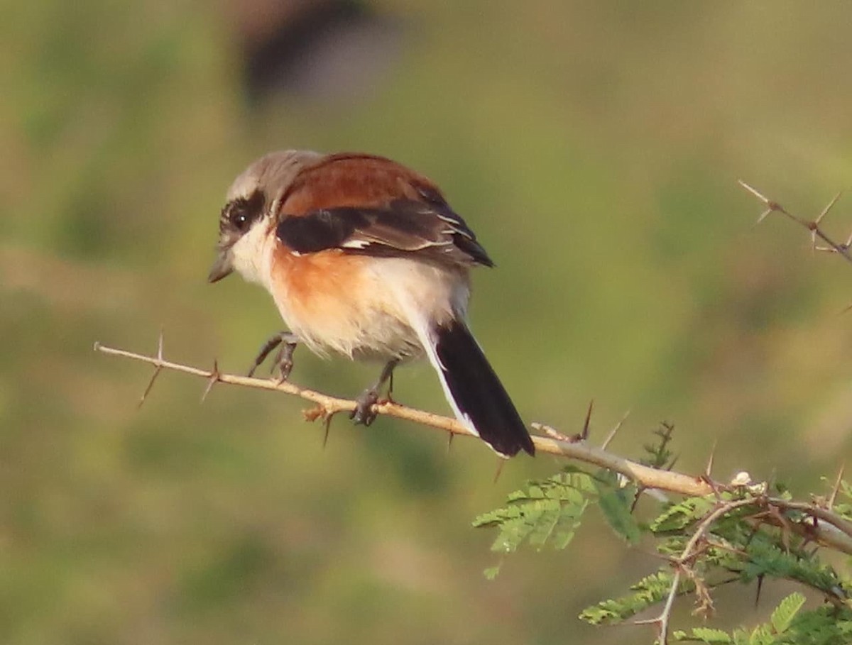Pie-grièche à bandeau - ML645108936