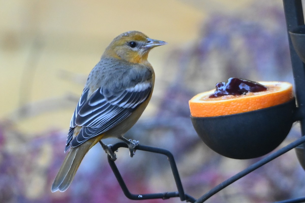 Балтиморский трупиал - ML645108962