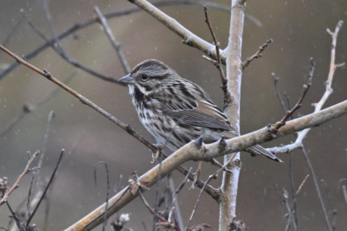 Song Sparrow - ML645108966