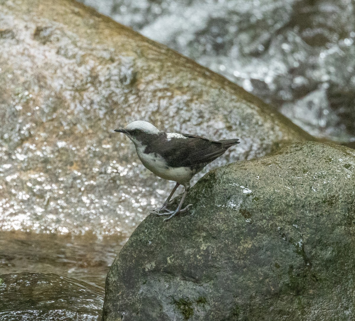 White-capped Dipper - ML645108967