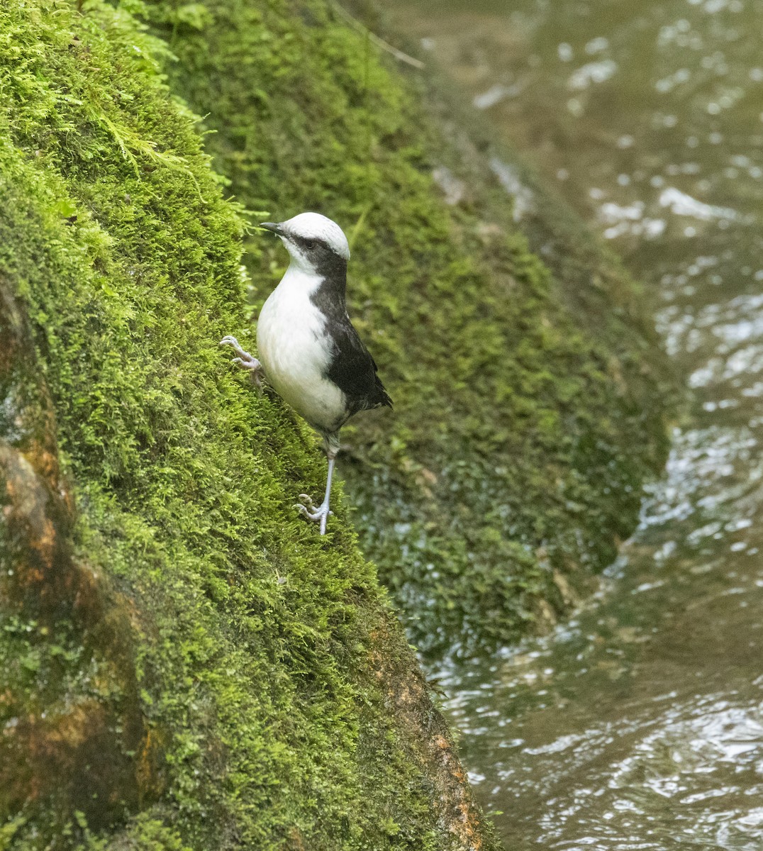 White-capped Dipper - ML645108968