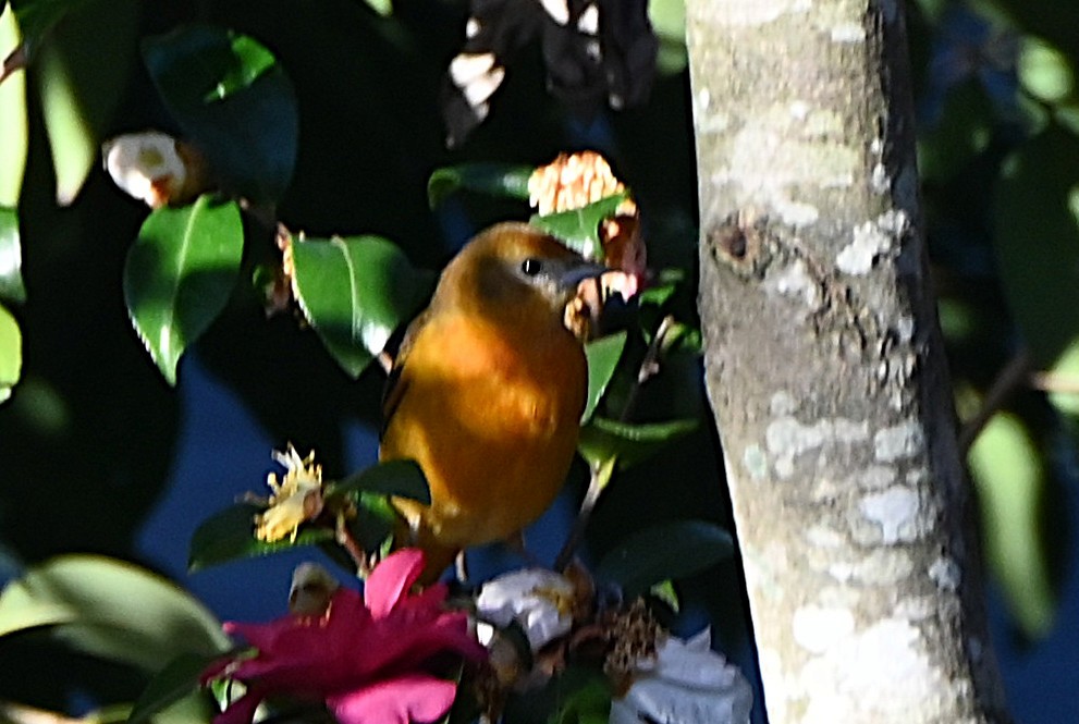 Балтиморский трупиал - ML645108969