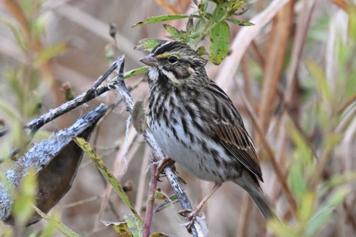 Savannah Sparrow - ML645108984